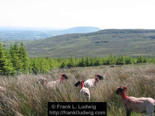 Ox Mountains, County Sligo and County Mayo
